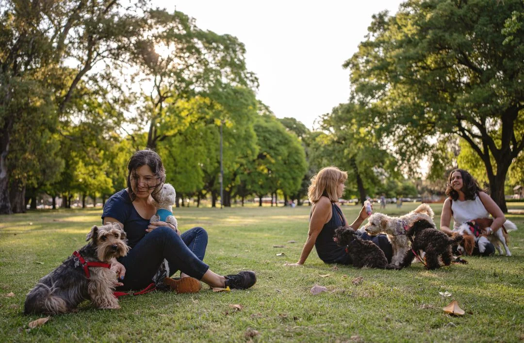 Vaswani Starlight Pets Playground